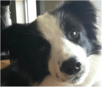 Our much loved anxious aggressive border collie