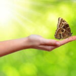 Butterfly sitting on the hand